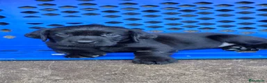 Labrador Retriever 4