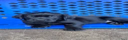 Labrador Retriever dogs for sale: Playful litter of gorgeous labradors,health tested - Advert 1