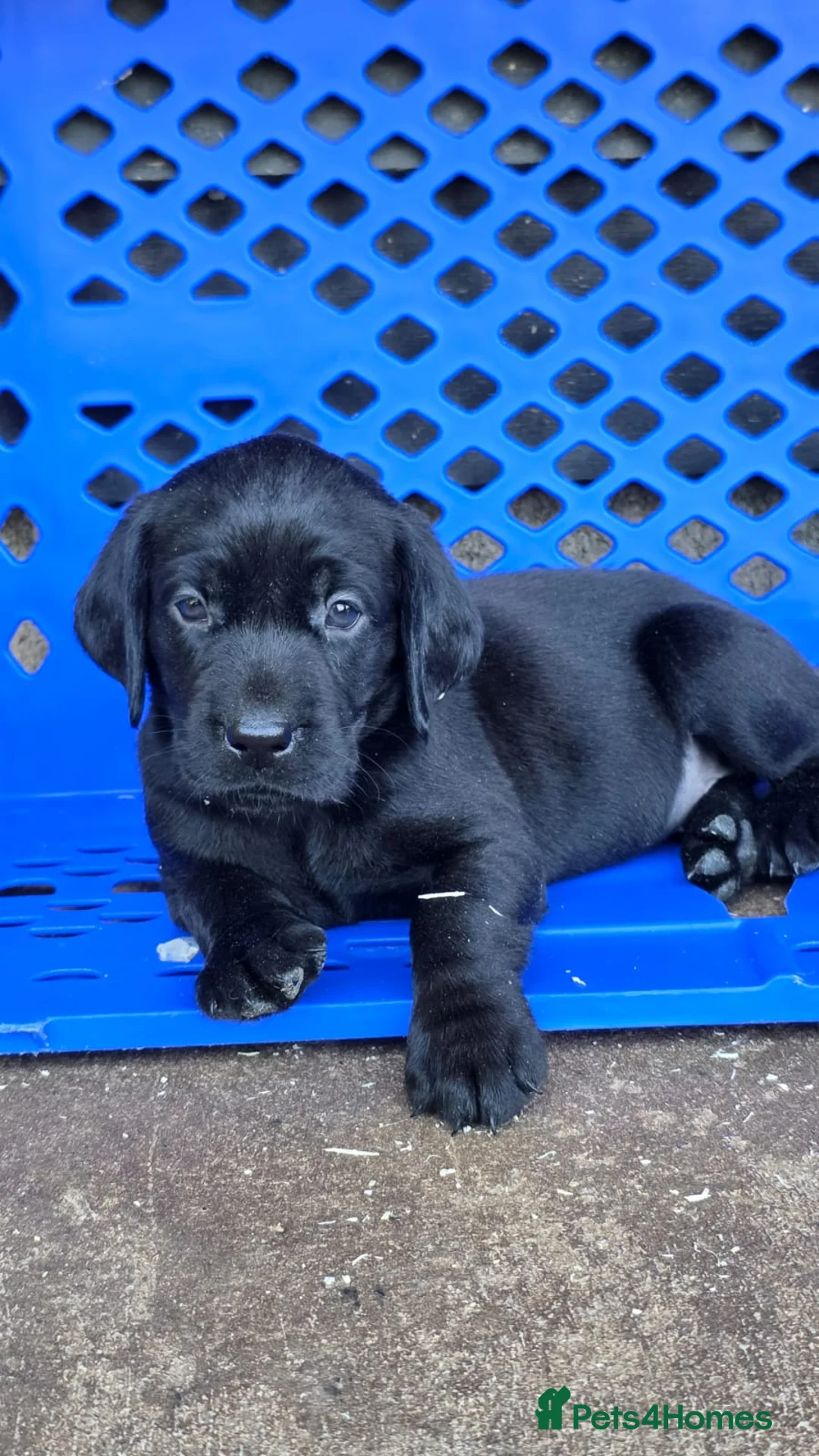 Labrador Retriever dogs for sale: Playful litter of gorgeous labradors,health tested - Advert 1