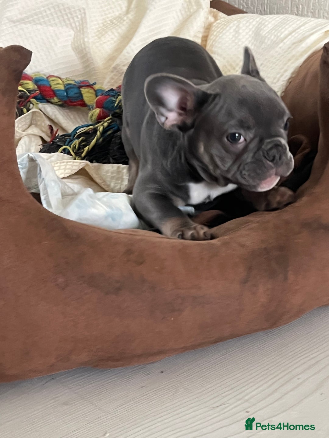French Bulldog dogs for sale: 🚨🚨adorable French bulldog pups for sale 🚨🚨 - Image 32