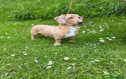 Miniature Dachshund dogs for sale: Superb Miniature KC reg Dachshund puppies - Image 29
