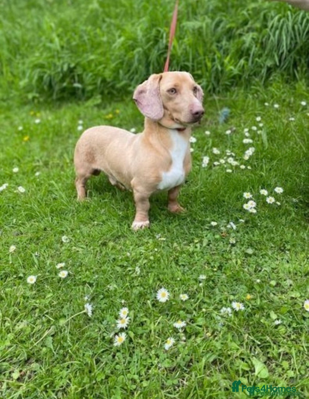 Miniature Dachshund dogs for sale: Superb Miniature KC reg Dachshund puppies - Image 29