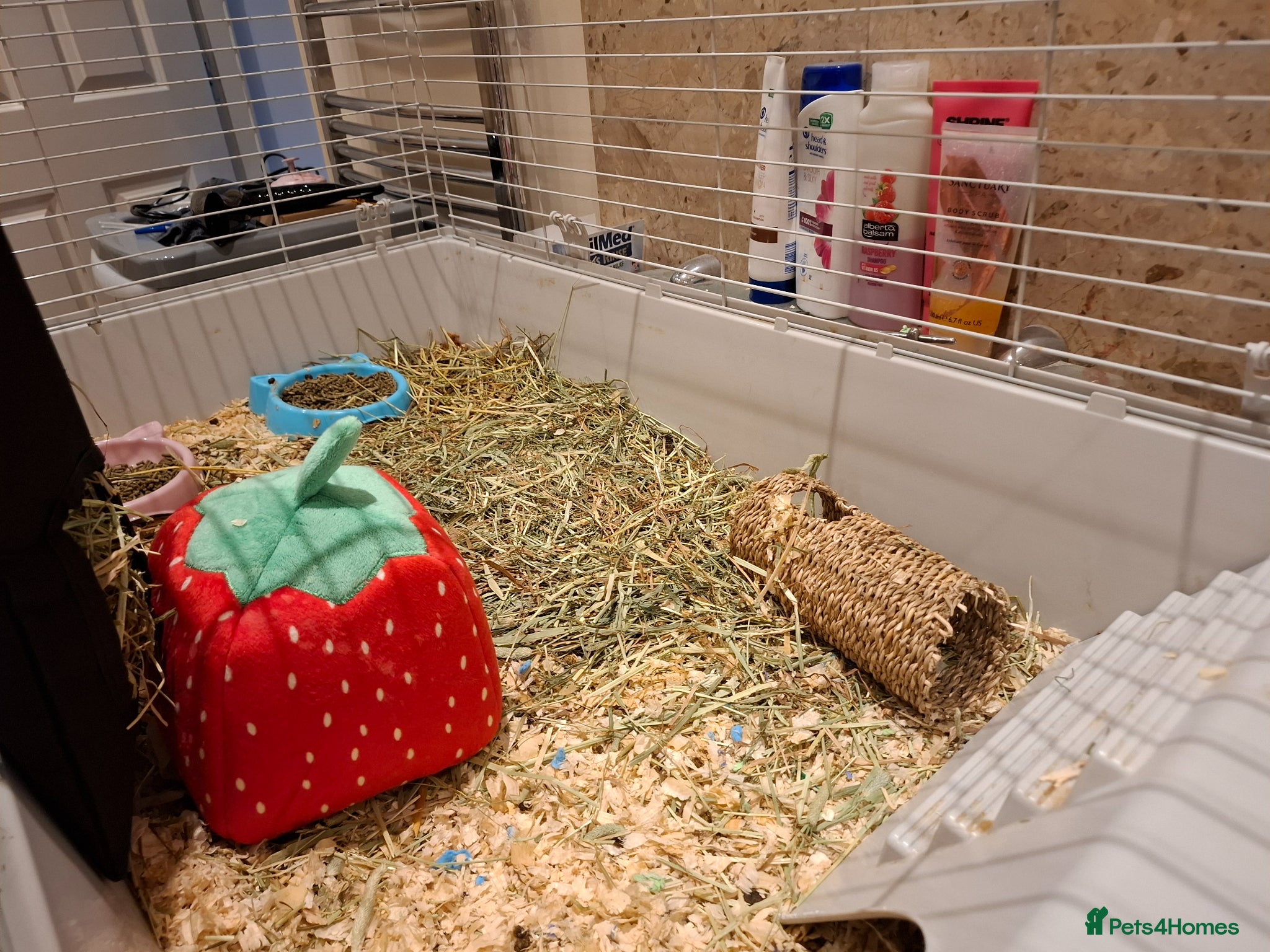 Dwarf Lop rabbits for sale: 3 Male Dwarf Rabbits (+Optional Cage Setup) in Ashton-under-Lyne - Advert 11