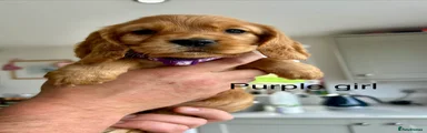 Cocker Spaniel Purple