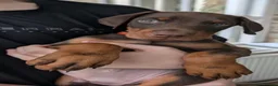 Dobermann dogs for sale: KC Registered Dobermann Puppy – 9 Weeks in Chatteris - Advert 7