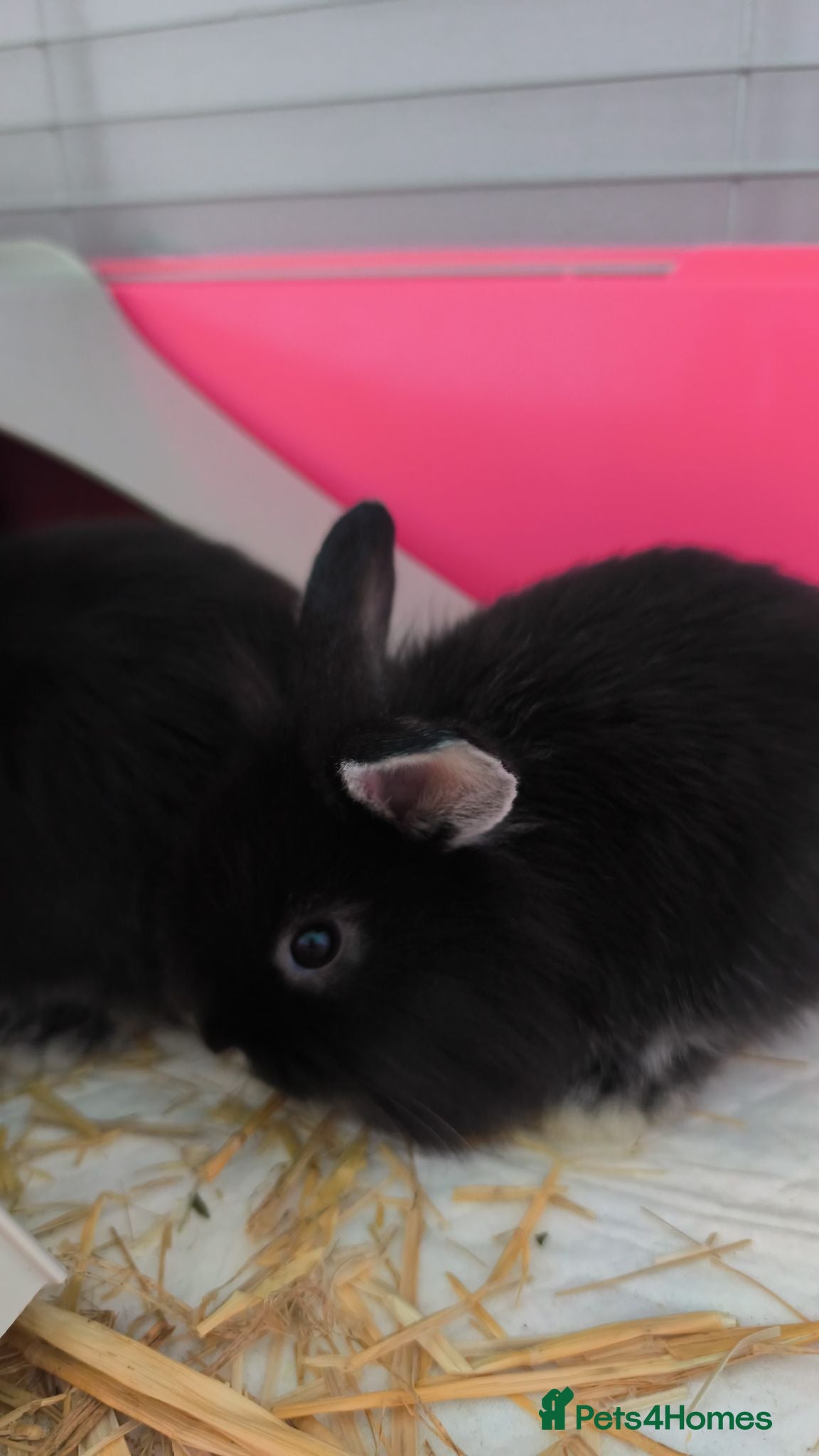 Mini Lop rabbits Rare Mini Lion Lops ready 3rd July  - Advert 2