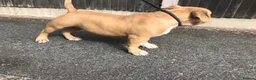 American Bully dogs for sale: Real American Pocket Bully’s  - Advert 12