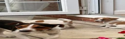 Jack Russell dogs for sale: Puppy  - Advert 4