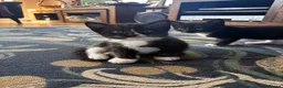 Mixed Breed cats for sale: Farm Bred Mixed Breed Kittens  - Advert 2