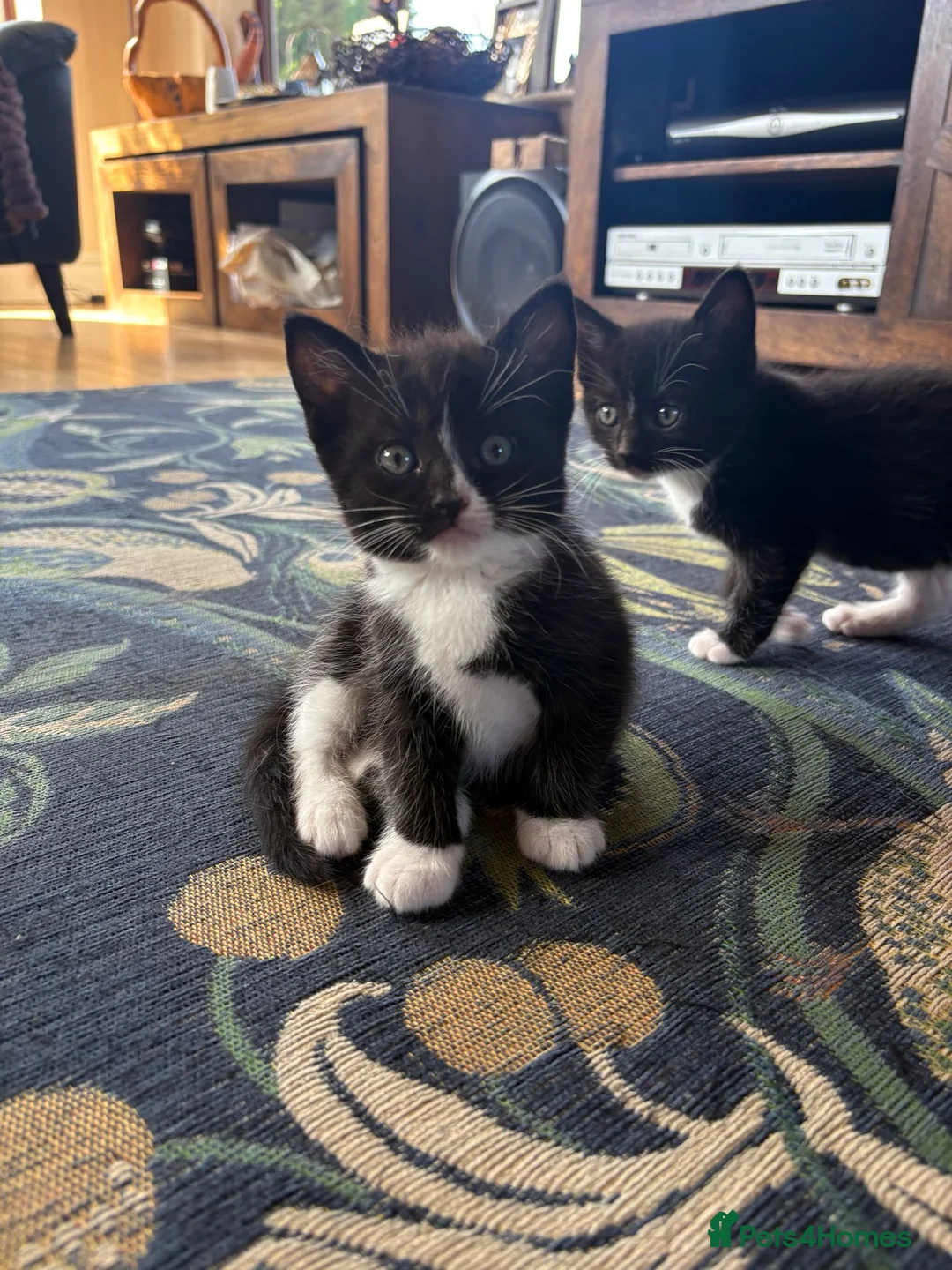 Mixed Breed cats for sale: Farm Bred Mixed Breed Kittens  - Advert 2