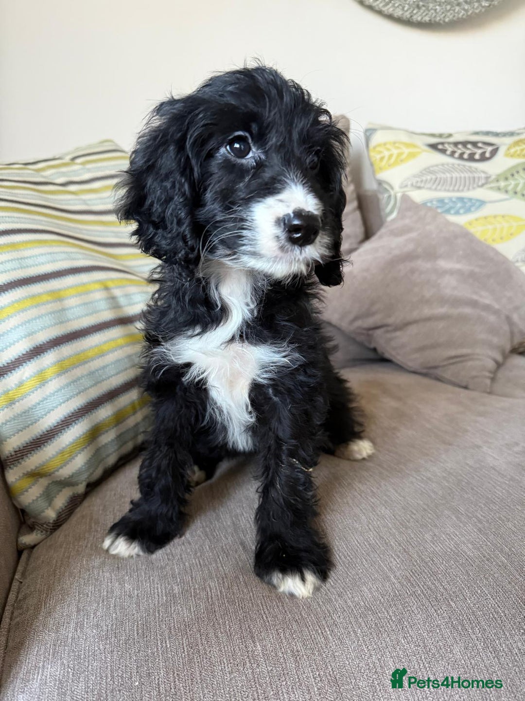 Cockapoo dogs for sale: F1 mixed coloured Cockapoo puppies - Advert 4