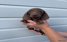 Miniature Dachshund dogs for sale: Miniature Dachsund Puppies (licensed breeder) - Image 11
