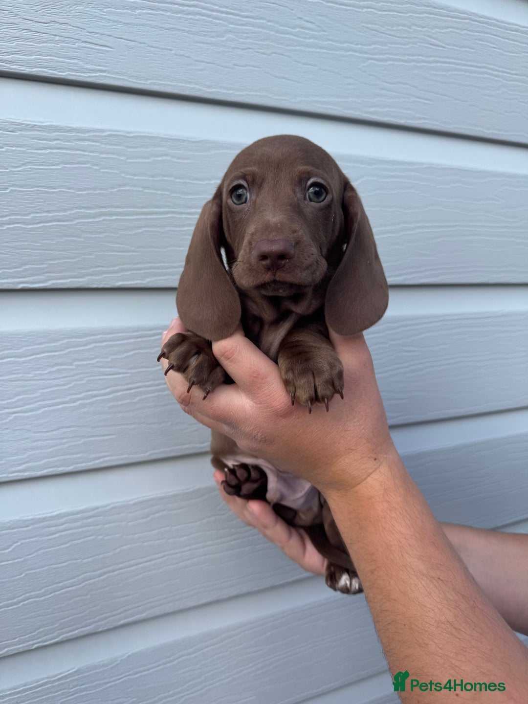 Miniature Dachshund dogs for sale: Miniature Dachsund Puppies (licensed breeder) - Image 11