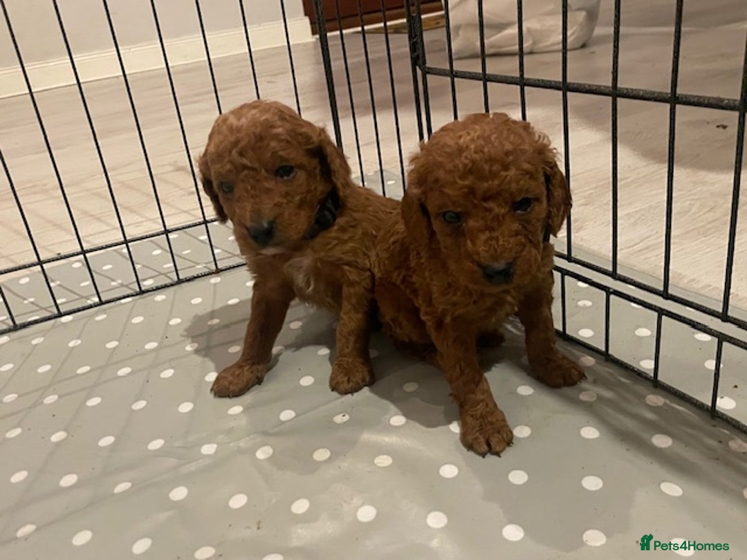 Cockapoo dogs for sale: *Stunning  litter of F2 cockapoo puppies*** - Advert 8