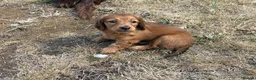 Dachshund dogs for sale: KC reg, champion bloodline, female mini dachshund - Advert 5