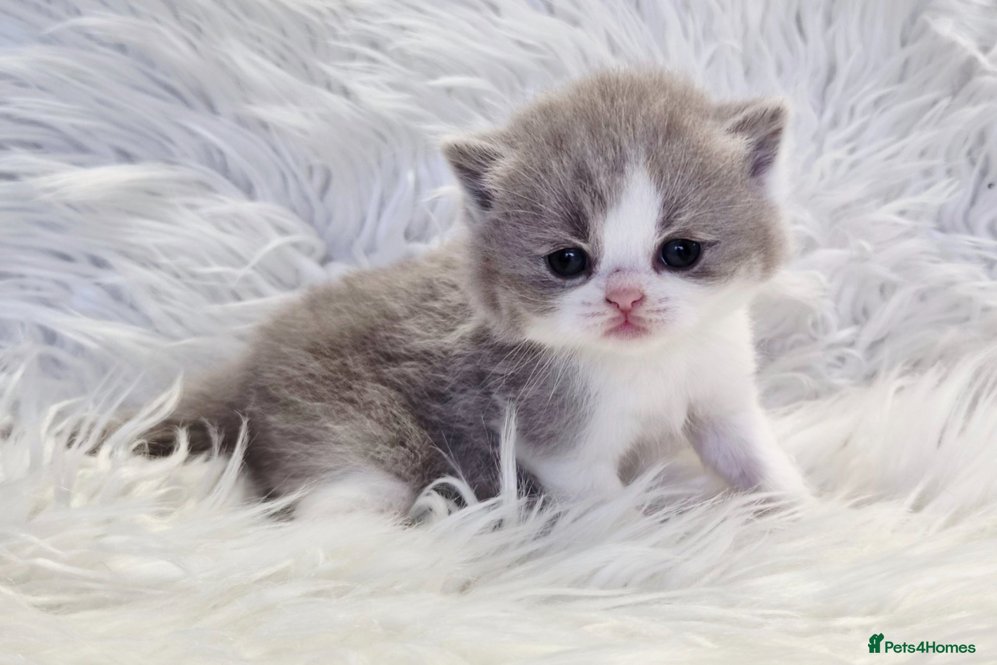 British Shorthair cats Stunning British shorthair kittens  - Advert 3