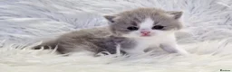British Shorthair cats for sale: Stunning British shorthair kittens  - Advert 40