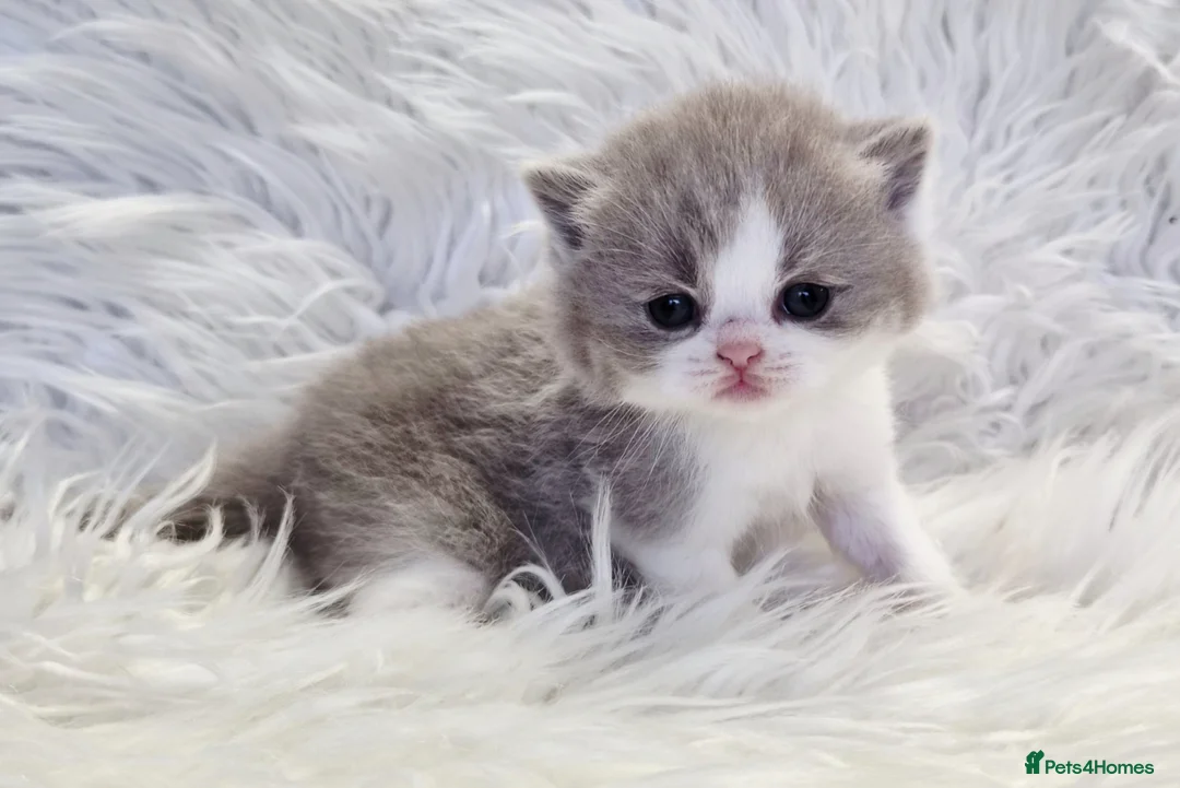 British Shorthair cats for sale: Stunning British shorthair kittens  - Advert 40