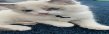 Ragdoll Kitten 2