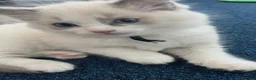 Ragdoll cats for sale: Ragdoll kittens - Ready now - Advert 6