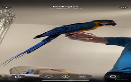 Macaws birds for sale: Blue & gold macaw for sale - Image 1