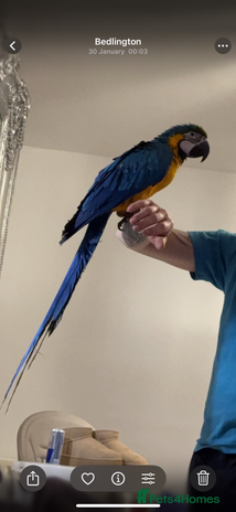 Macaws birds - Advert 1