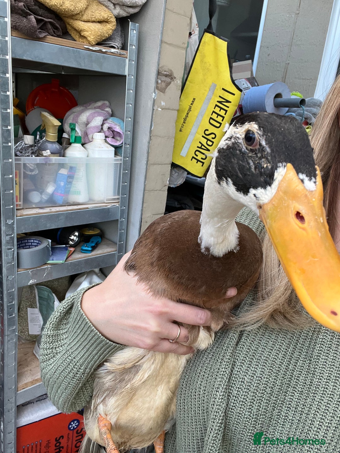 Ducks poultry for sale: Indian runner ducklings - Image 28