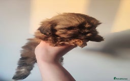 Shih Tzu dogs for sale: 8 week old shih tzu lavender puppies  - Image 3