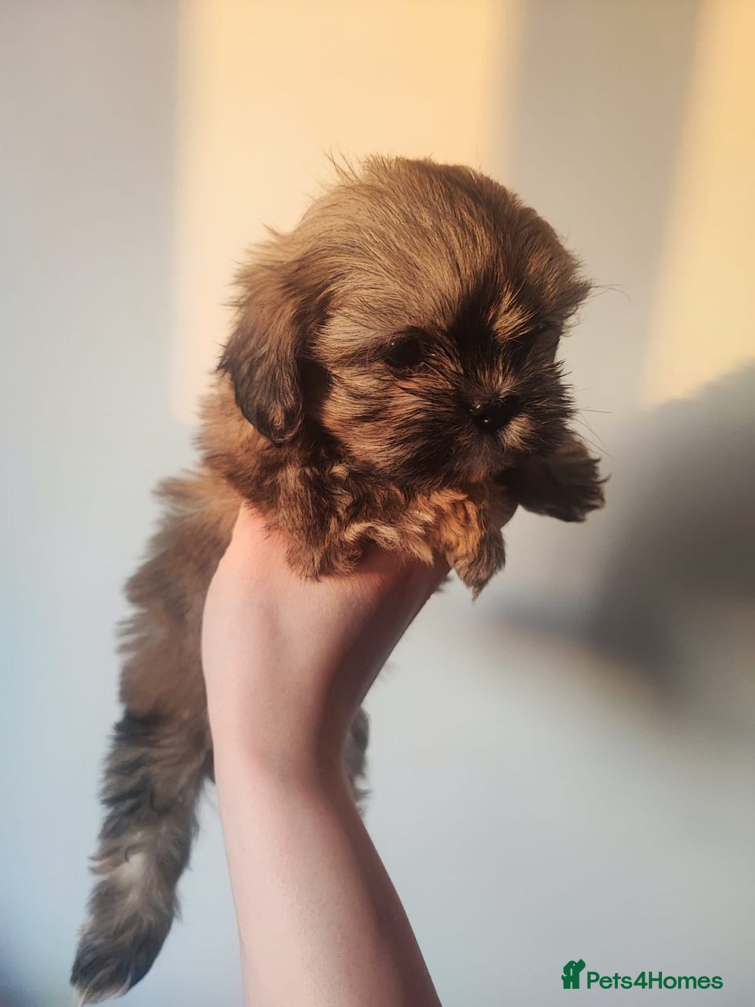 Shih Tzu dogs for sale: 8 week old shih tzu lavender puppies  - Image 3