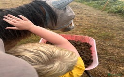 Irish Cob horses for sale: Buddy - Image 4