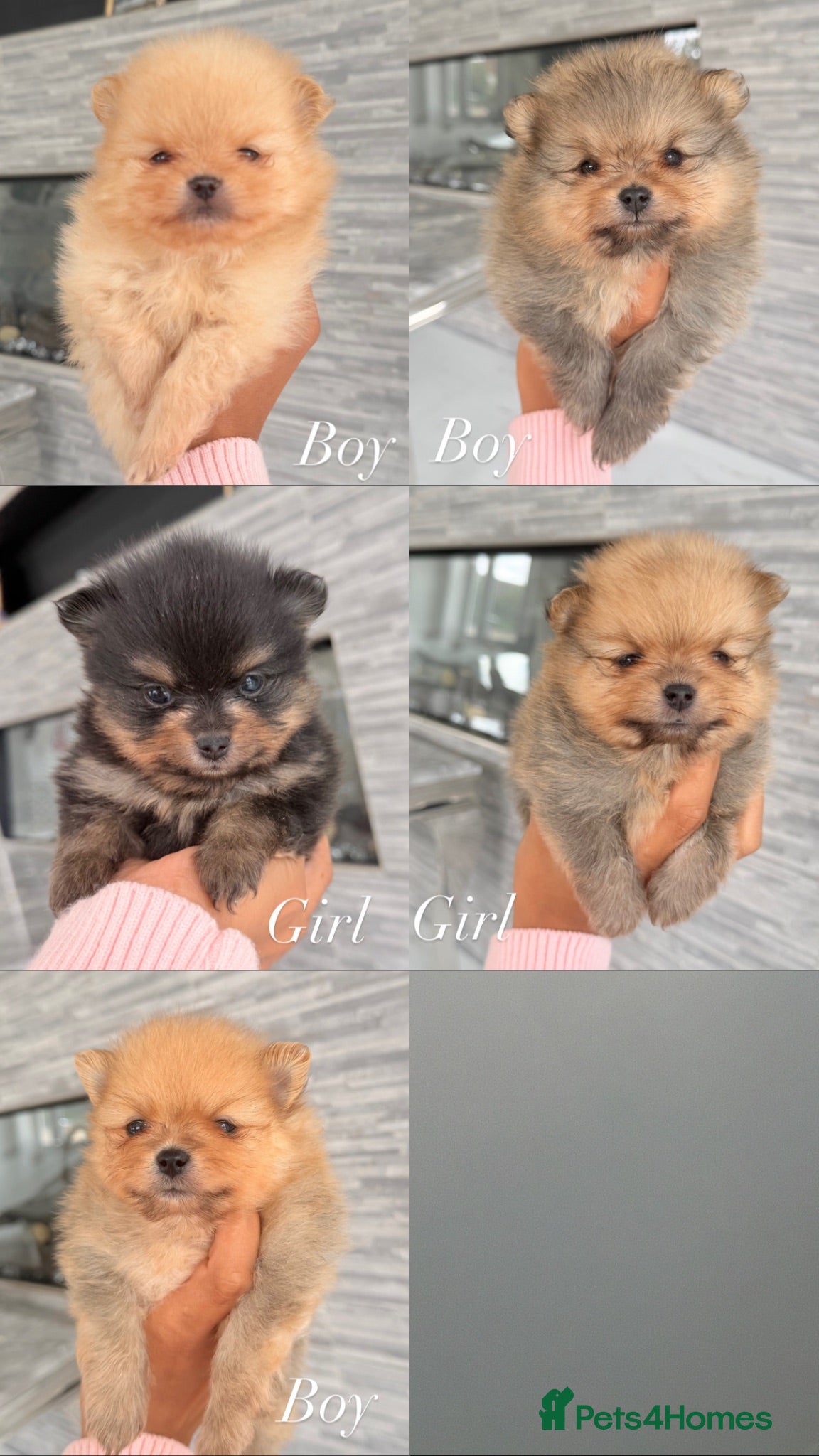 Pomeranian dogs 🫶🏽 5 BEAUTIFUL POMERANIAN PUPPIES 🫶🏽   - Advert 1