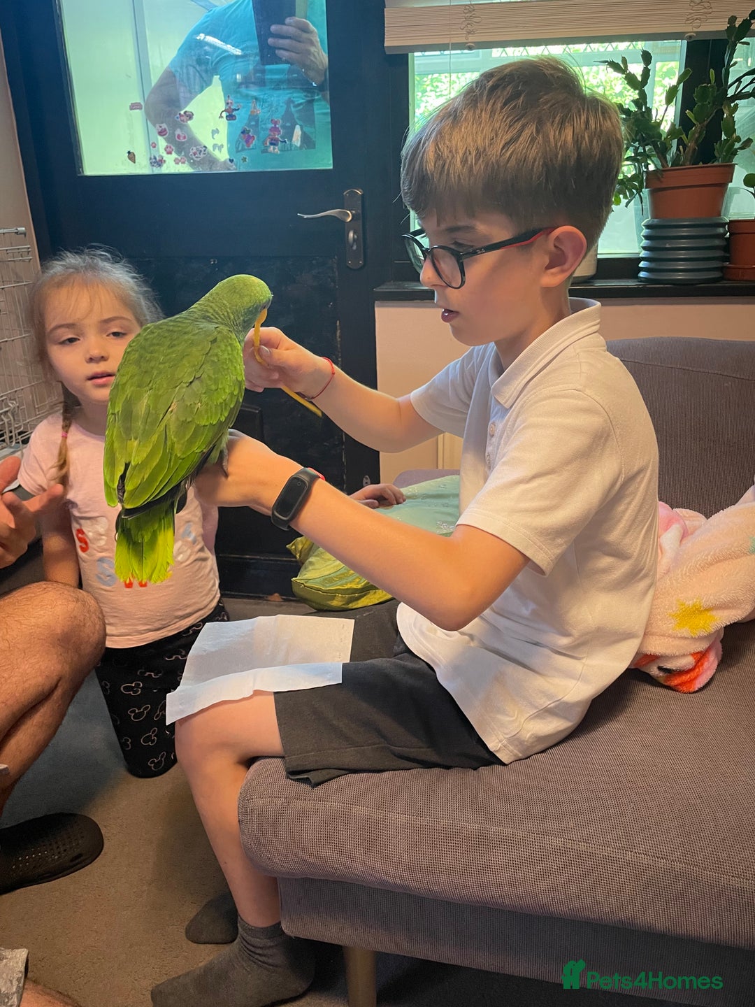 Parrots birds for sale: Female Amazon Parrot–8Months–DNA Test–Hand Reared - Advert 2
