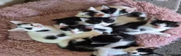 Mixed Breed cats for sale: Playful kittens looking for their furrever homes - Advert 1