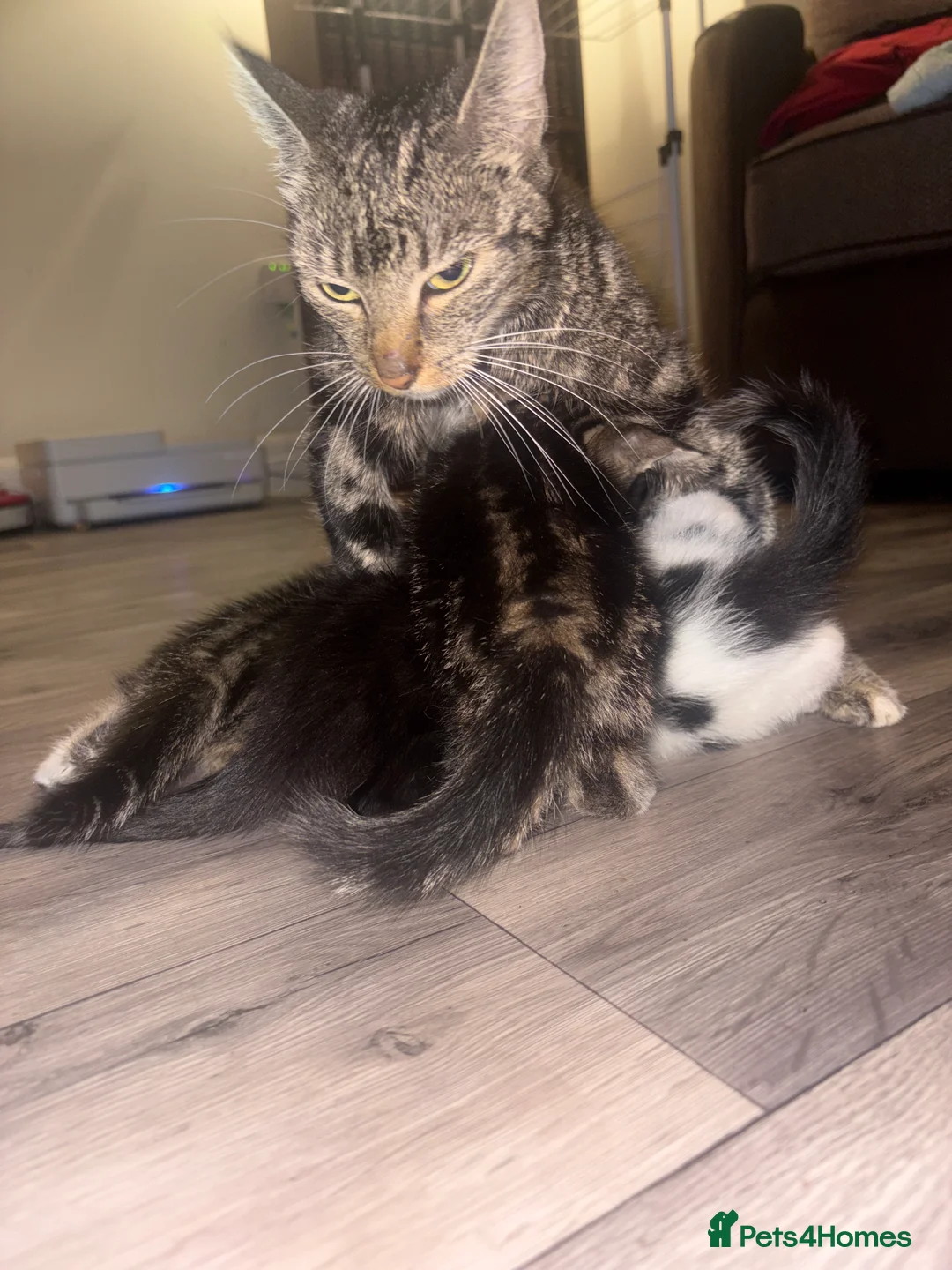 Domestic Shorthair cats for sale: 4 kittens in Telford - Advert 2