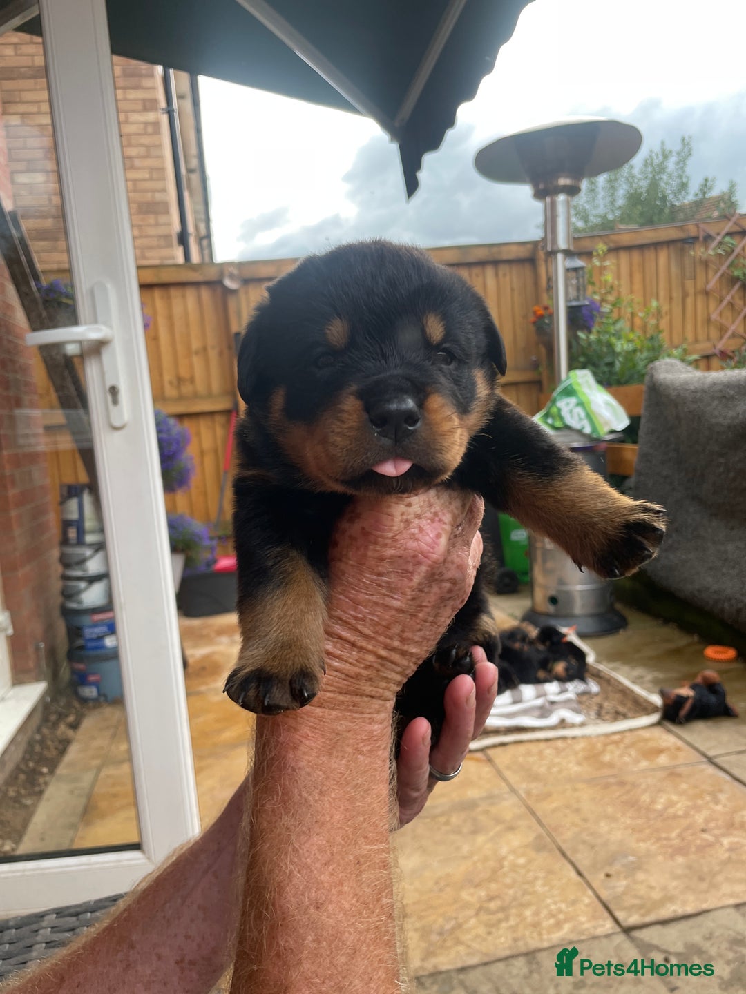Rottweiler dogs for sale: Rottie pups - Image 9