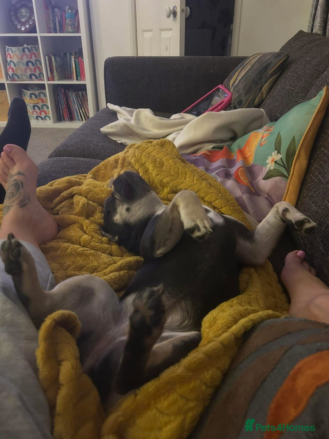 French Bulldog dogs for sale: French Bulldog - Advert 3