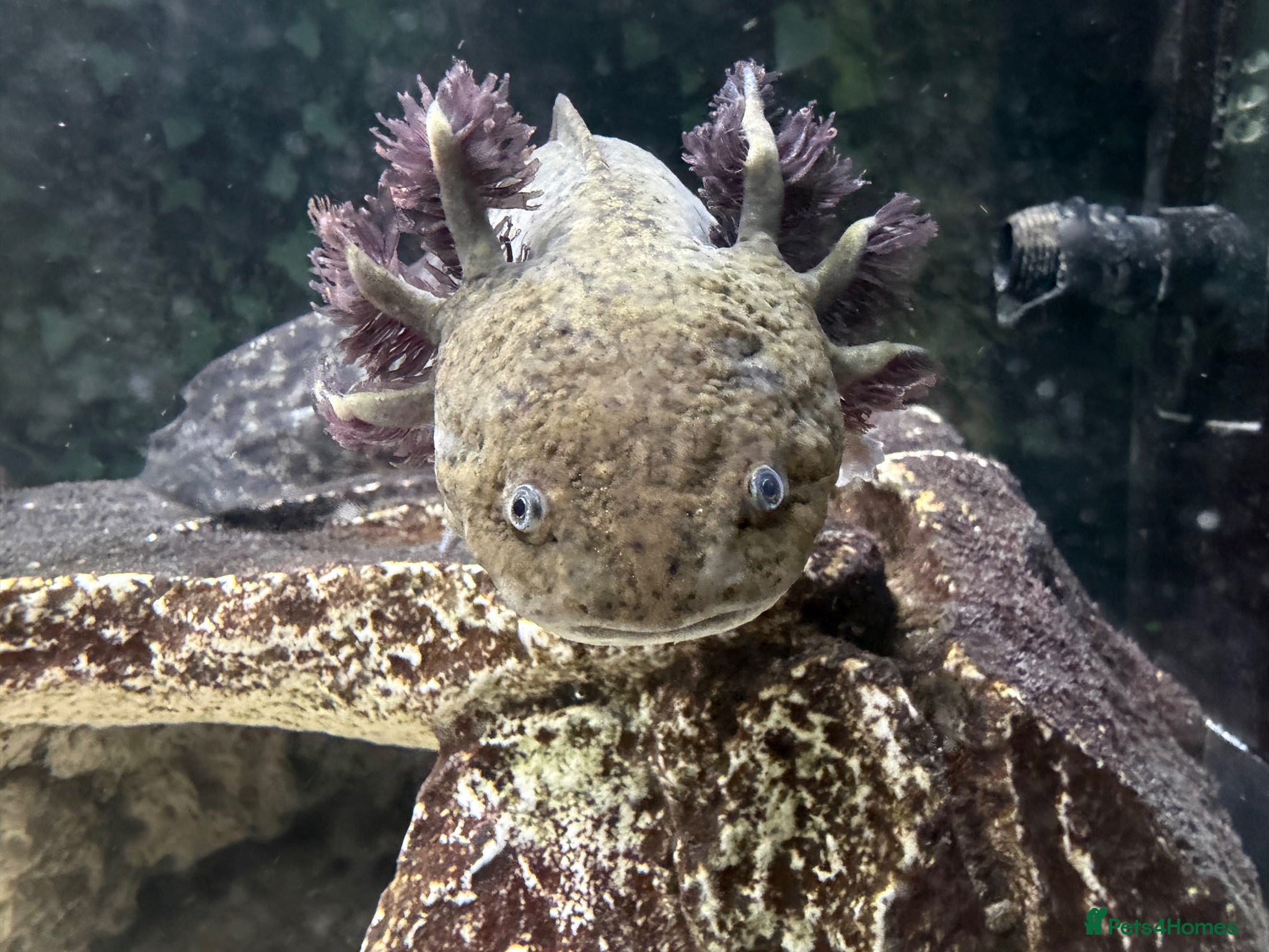 Axolotl reptiles Axolotls and their tank.  - Advert 1