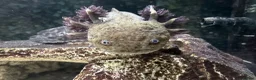 Axolotl reptiles for sale: Axolotls and their tank.  - Advert 1