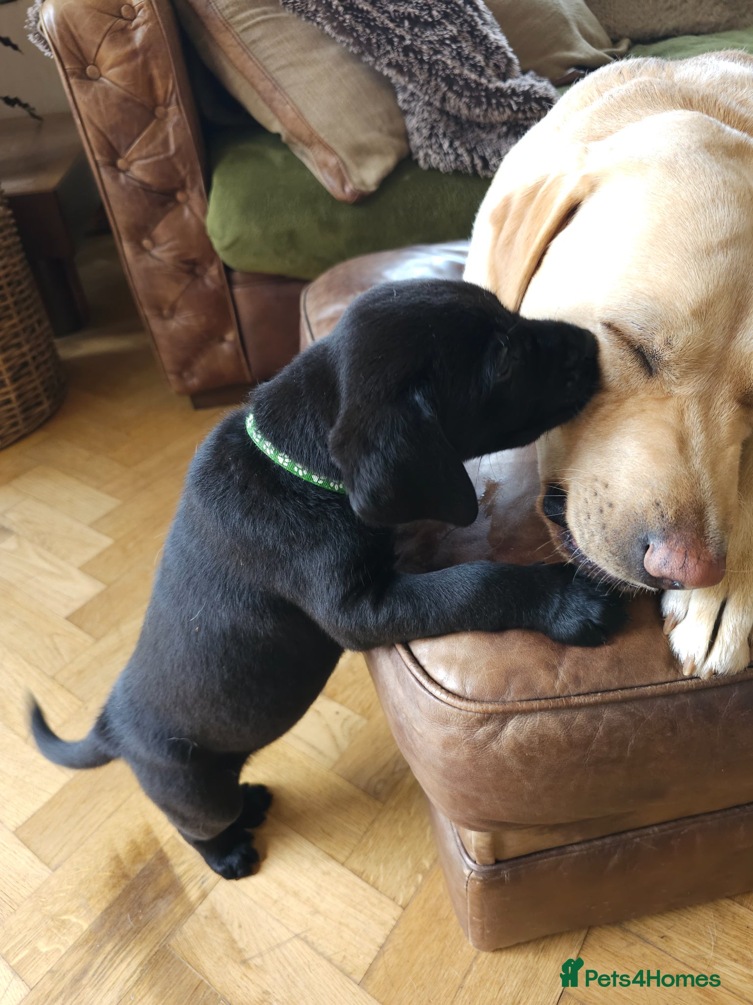 Labrador Retriever dogs Gorgeous and real characters - Advert 3