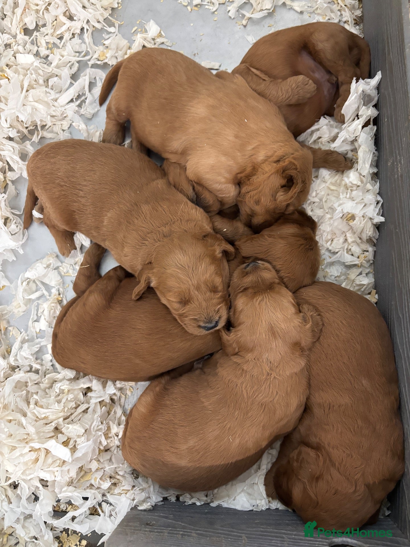 Mini Goldendoodle dogs Quality F1 Minature Goldendoodles  - Advert 2