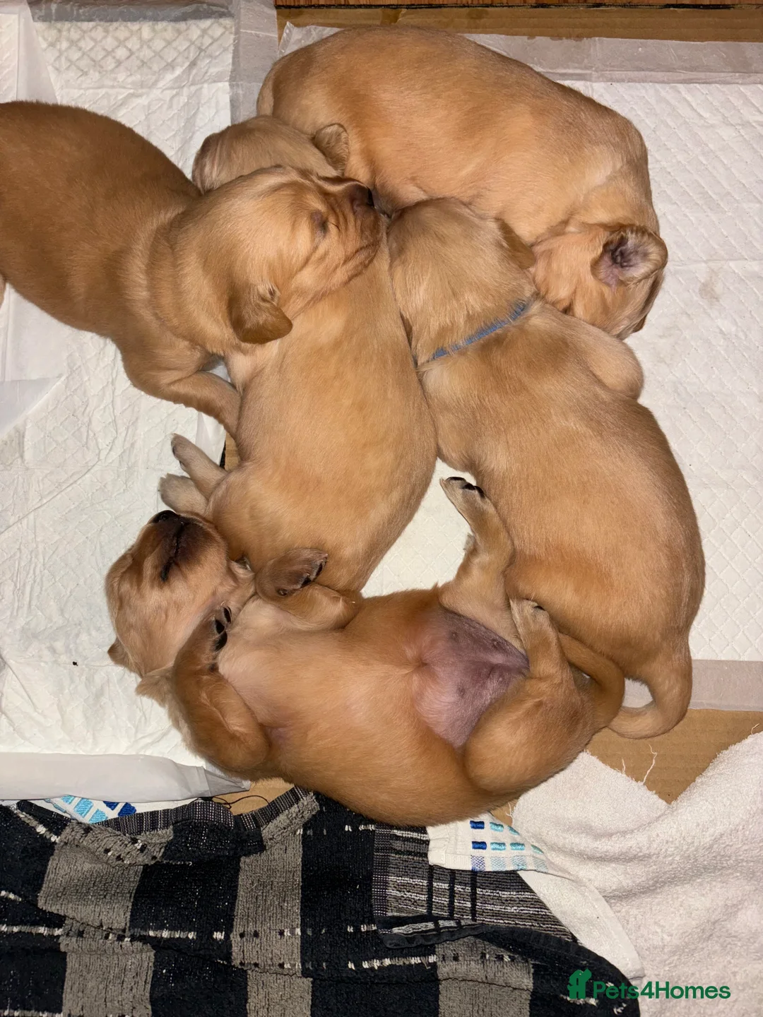 Golden Retriever dogs for sale: Golden Retriever Puppies  - Advert 5