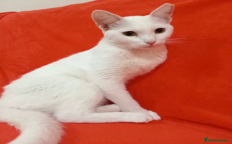 Arabian Mau cats - Advert 1
