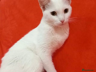 Arabian Mau cats - Advert 2