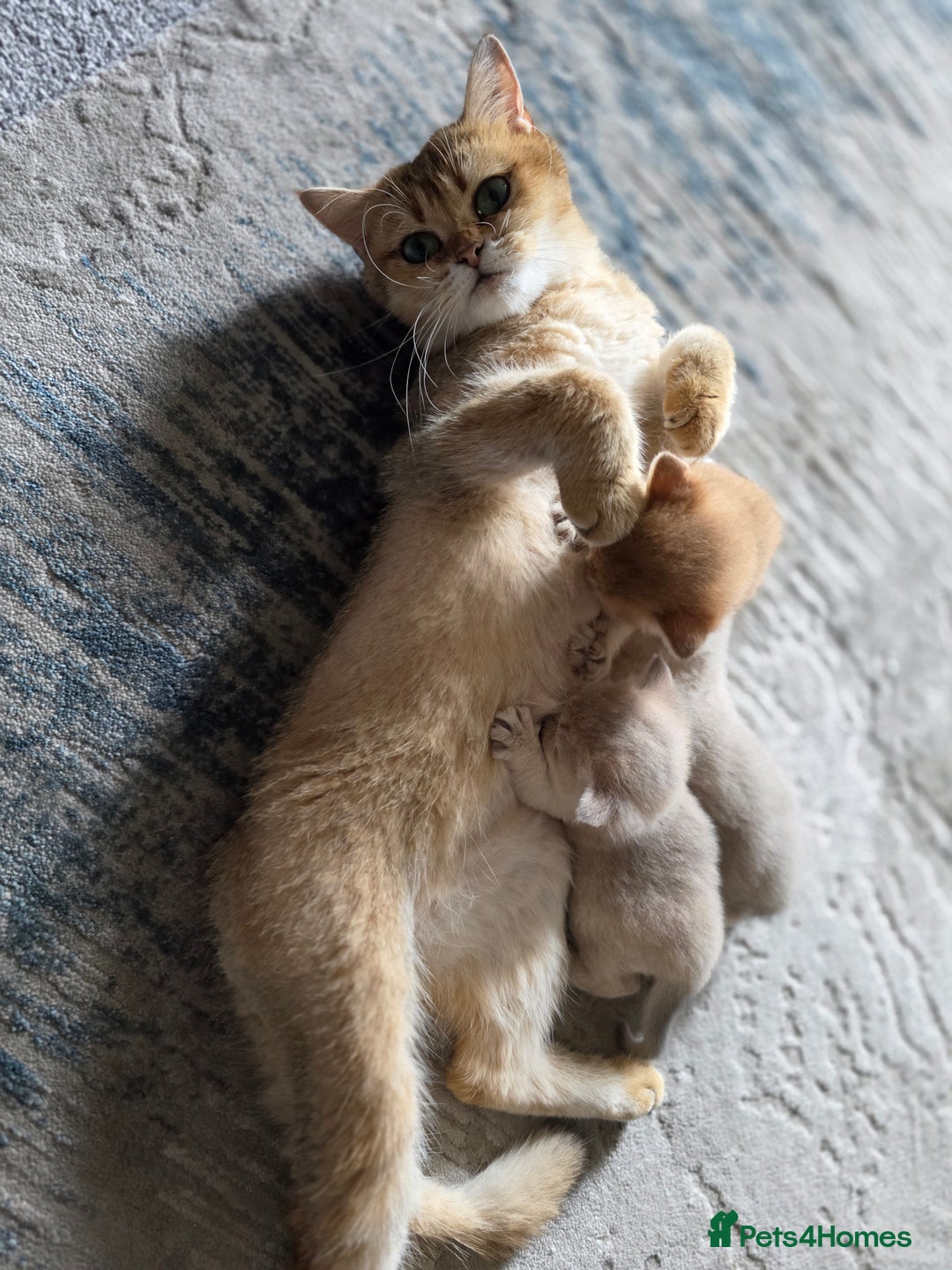 British Shorthair cats for sale: British shorthair Tica😻😽🐈😺😍🌹🌸🌼 - Advert 6