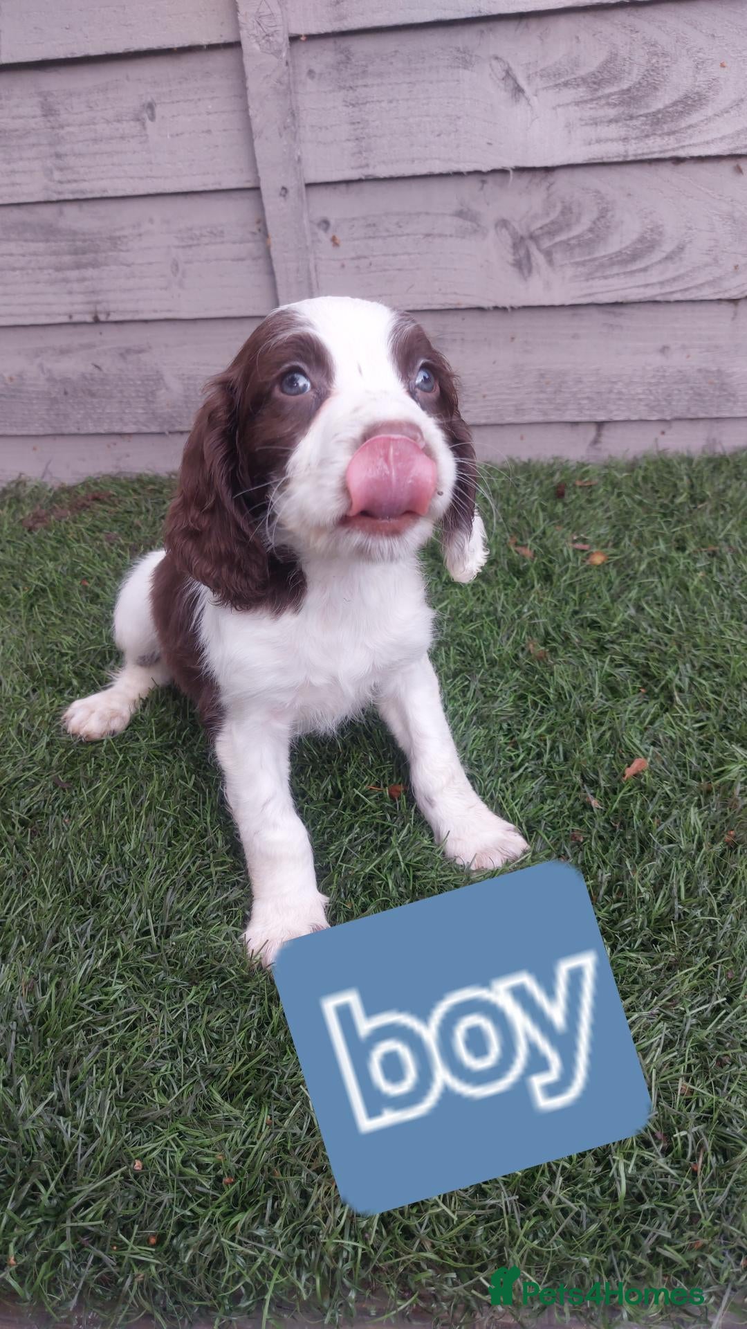 English Springer Spaniel dogs English springer spaniels - Advert 1