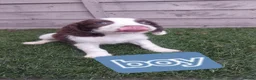 English Springer Spaniel dogs for sale: English springer spaniels in Bargoed - Advert 1