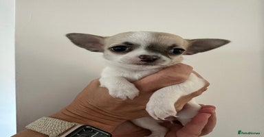 Chihuahua dogs - Advert 12