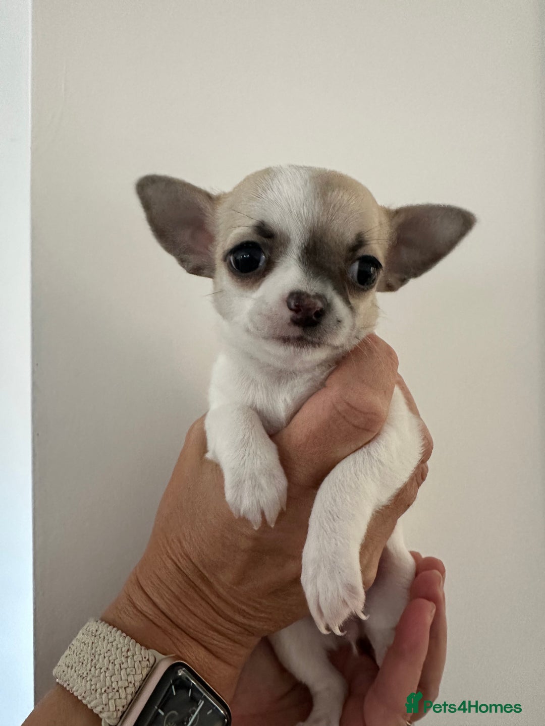 Chihuahua dogs for sale: Adorable Chihuahua puppies - Image 3