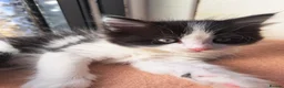 Mixed Breed cats for sale: Cats for sale - Advert 8
