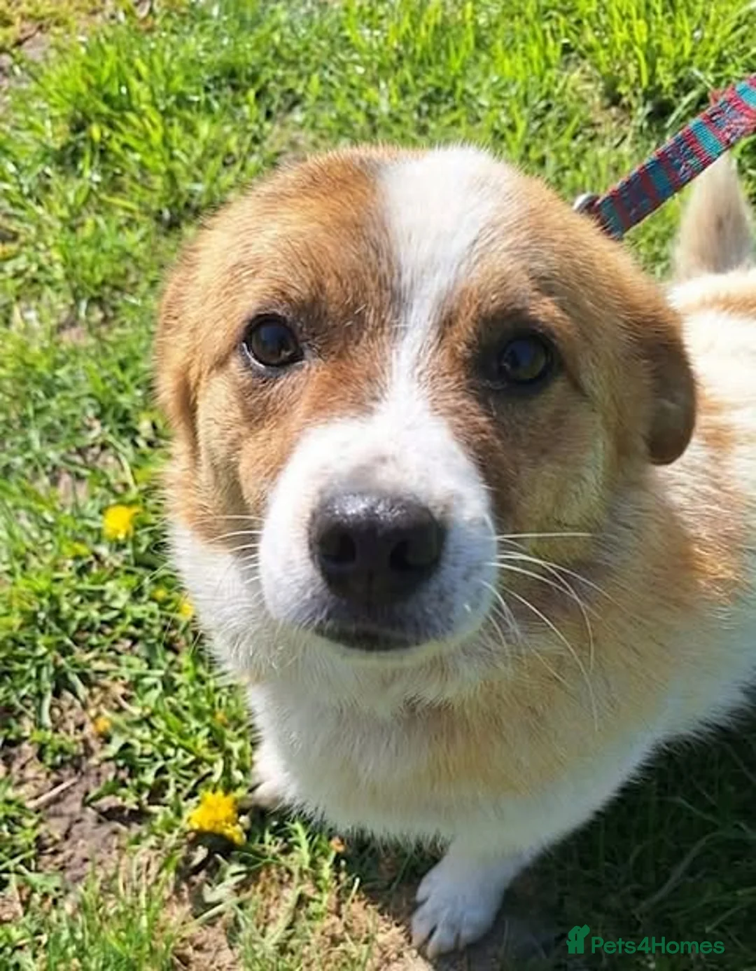 Mixed Breed dogs for adoption: 💛 Could You Be Bertie’s Person? - Advert 2